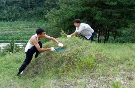 坟墓长草好还是不长草好