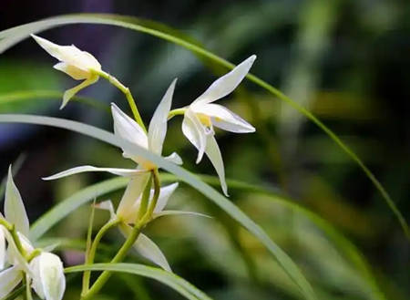 家里养什么花最旺财又吉利