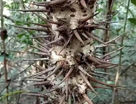 坟上长带刺的树意味着什么