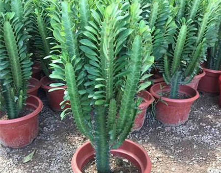 阳台最旺财挡煞的绿植