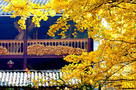 房子周围栽什么树风水最好