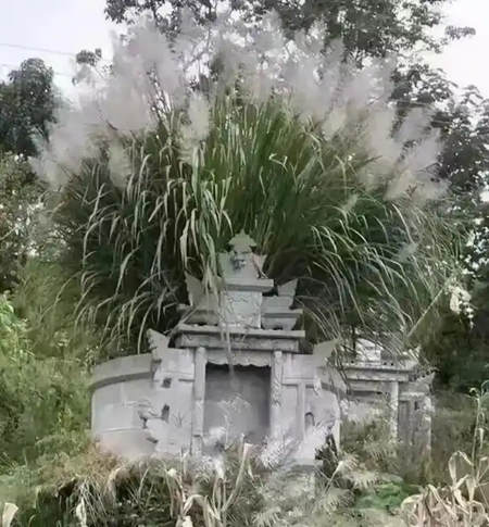 坟头上的草可以拔掉吗