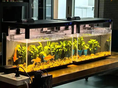 家里鱼缸风水讲究什么