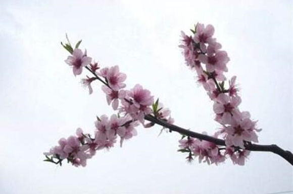 什么样八字有桃花