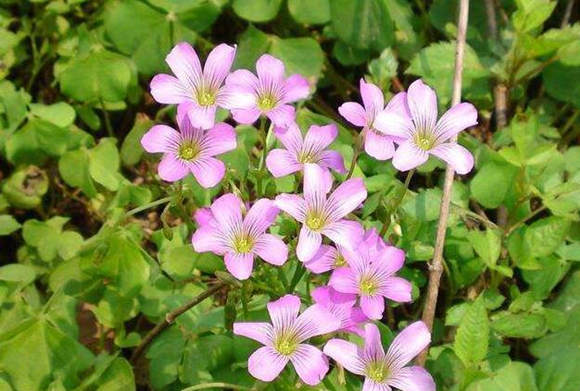 桃花咸池是什么意思