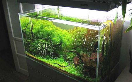 十二生肖鱼缸摆放的风水于禁忌