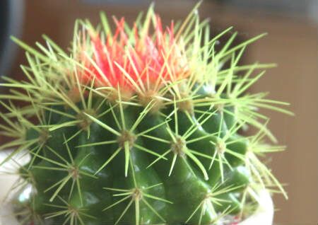 带刺的植物风水好吗