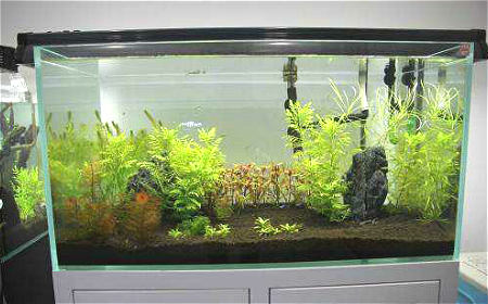 鱼缸风水摆放与禁忌