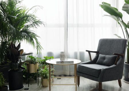 家居绿植摆放风水