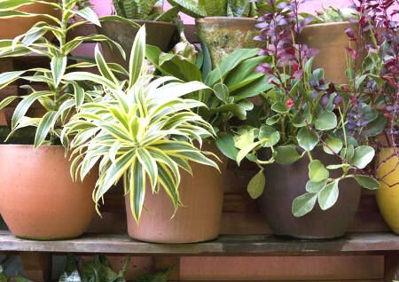 家居绿植摆放风水