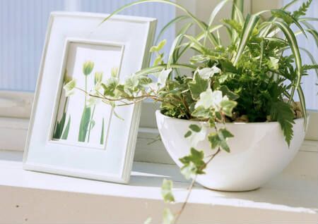 家居绿植摆放风水