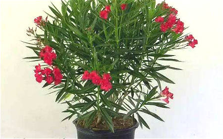 卧室摆花的风水讲究与禁忌