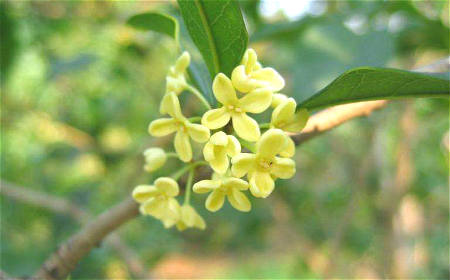 门前种什么树风水好