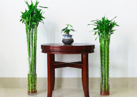 富贵竹的风水作用