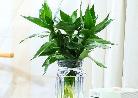 富贵竹的风水作用