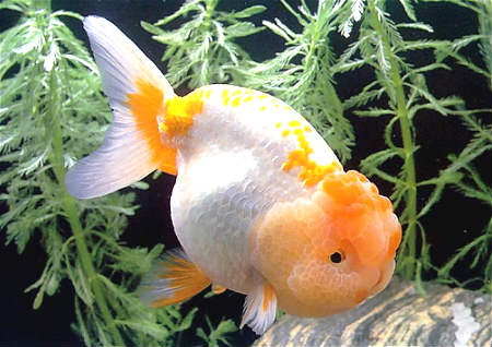 十二生肖招财风水鱼