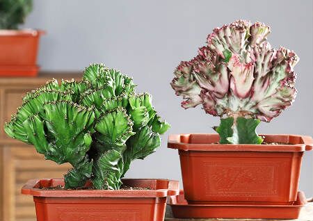 阳台上种什么植物风水好