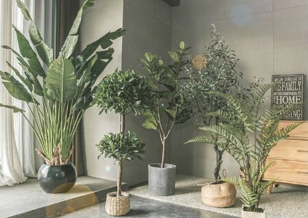 家里植物摆放风水禁忌