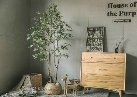 家里植物摆放风水禁忌