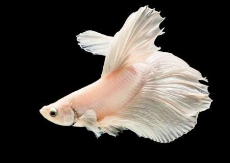 养鱼的数量风水讲究