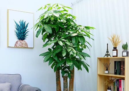 发财树摆放位置风水