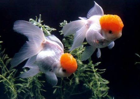 家里养几条鱼风水最好