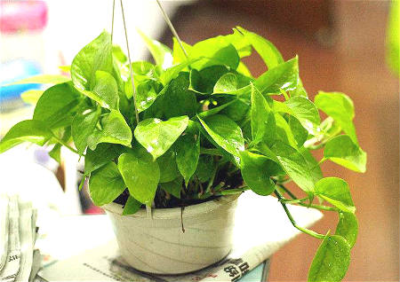 绿萝的风水禁忌