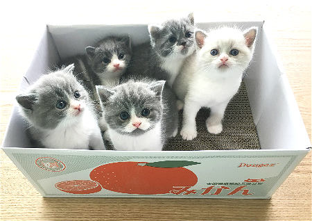 养猫的风水讲究