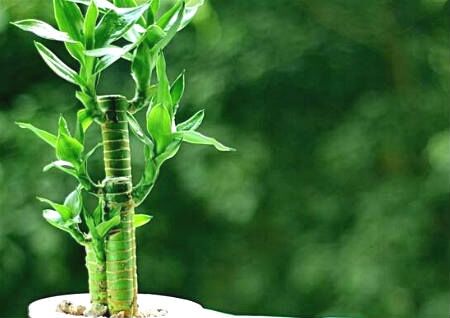 办公室富贵竹摆放风水