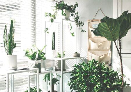 家居阳台风水植物