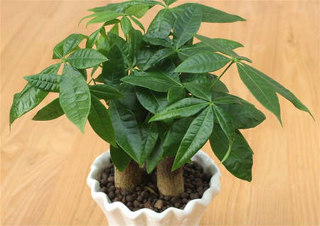 开业送风水植物