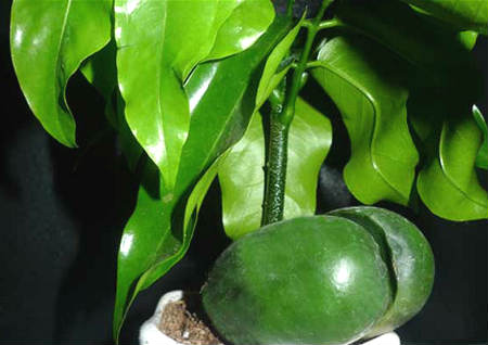 开业送风水植物