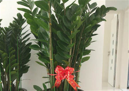 开业送风水植物