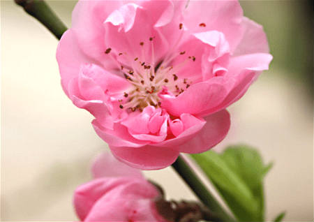 男人催旺桃花运的方法