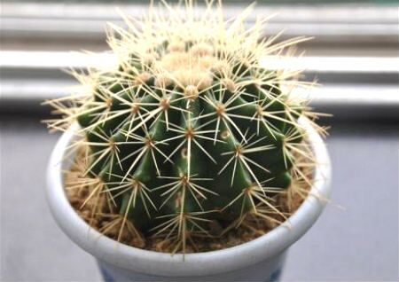 仙人球摆放的风水讲究