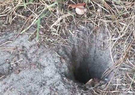 坟墓有老鼠洞风水