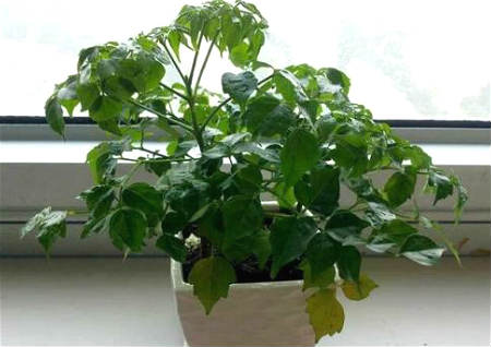 客厅养幸福树风水好不