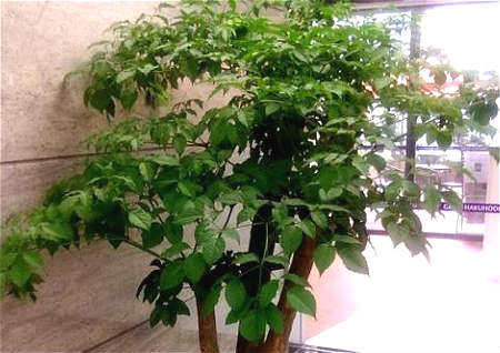 客厅养幸福树风水好不