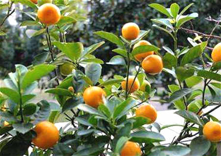 客厅招财风水植物