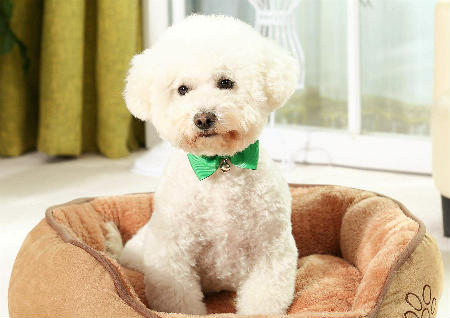 狗窝的位置风水