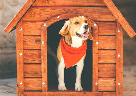 狗窝的位置风水