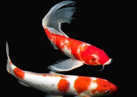 常见风水鱼种类