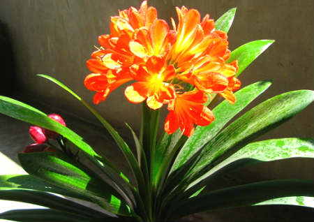 家里养什么花风水好