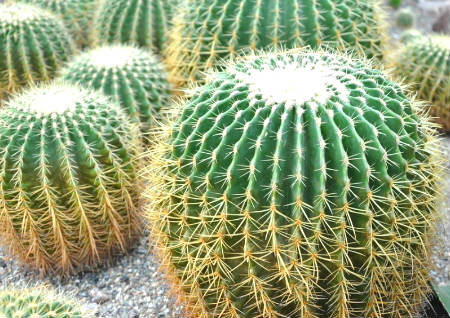 八种东西少往家里买