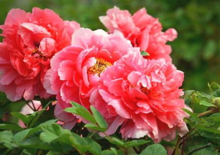 鲜花的风水作用