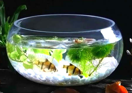 家中招财摆件风水效果哪个好