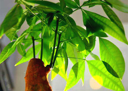 发财树摆放在客厅哪里最旺