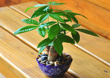 发财树摆放在客厅哪里最旺