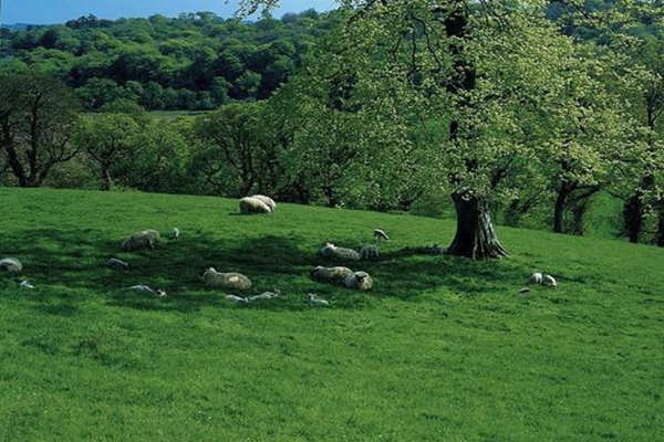 八字格局之外格分析