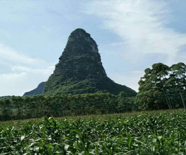 杨公九星穴法真诀